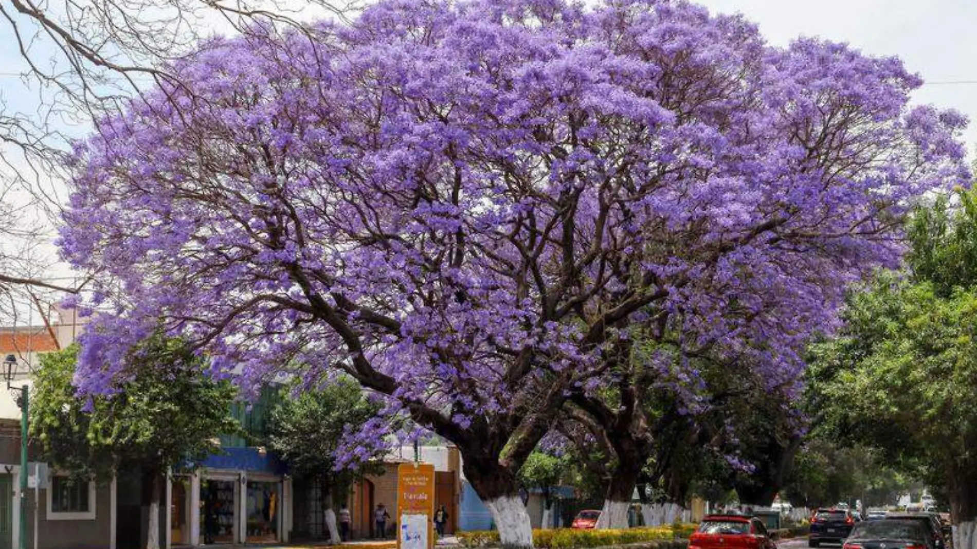 Jacarandas 4